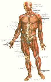 анатомски приказ човечјег тела